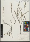 Foto von Salix repens subsp. repens L.